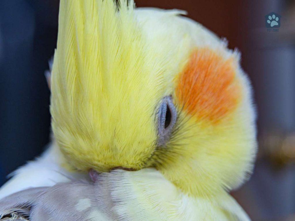 cockatiel plucking feathers