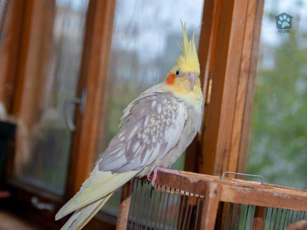 cockatiel sitting on cage