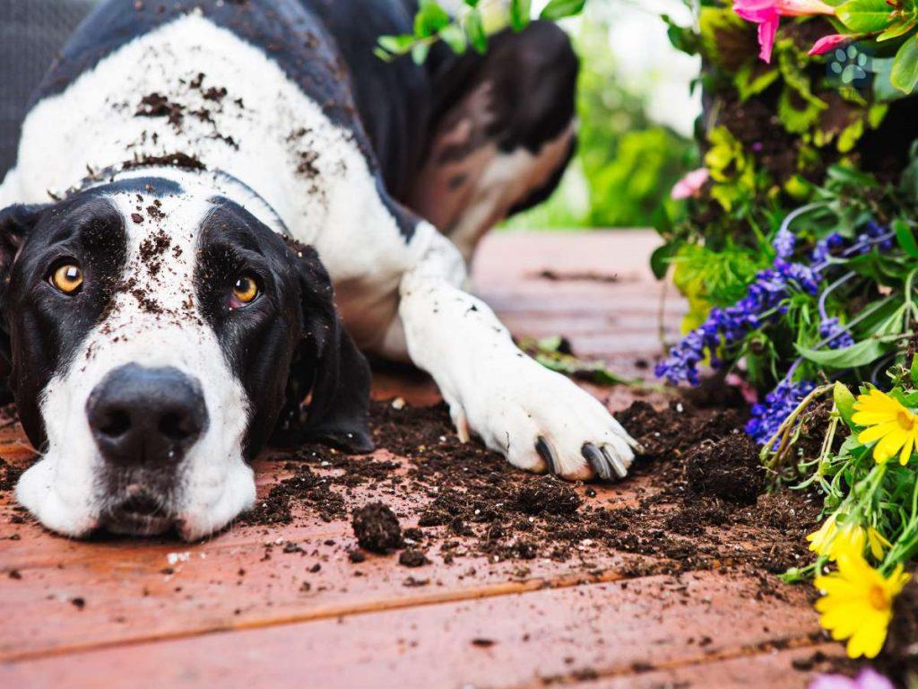 dog has dug up flowers