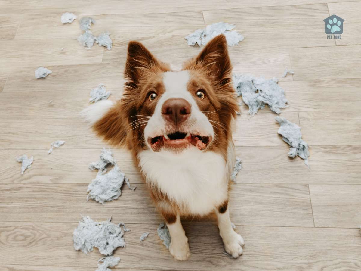 dog looking up after chewing up paper