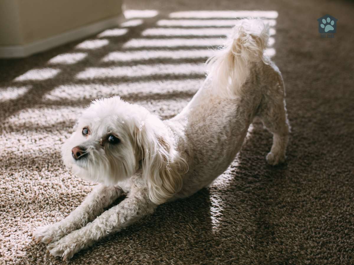 dog stretching on carpet