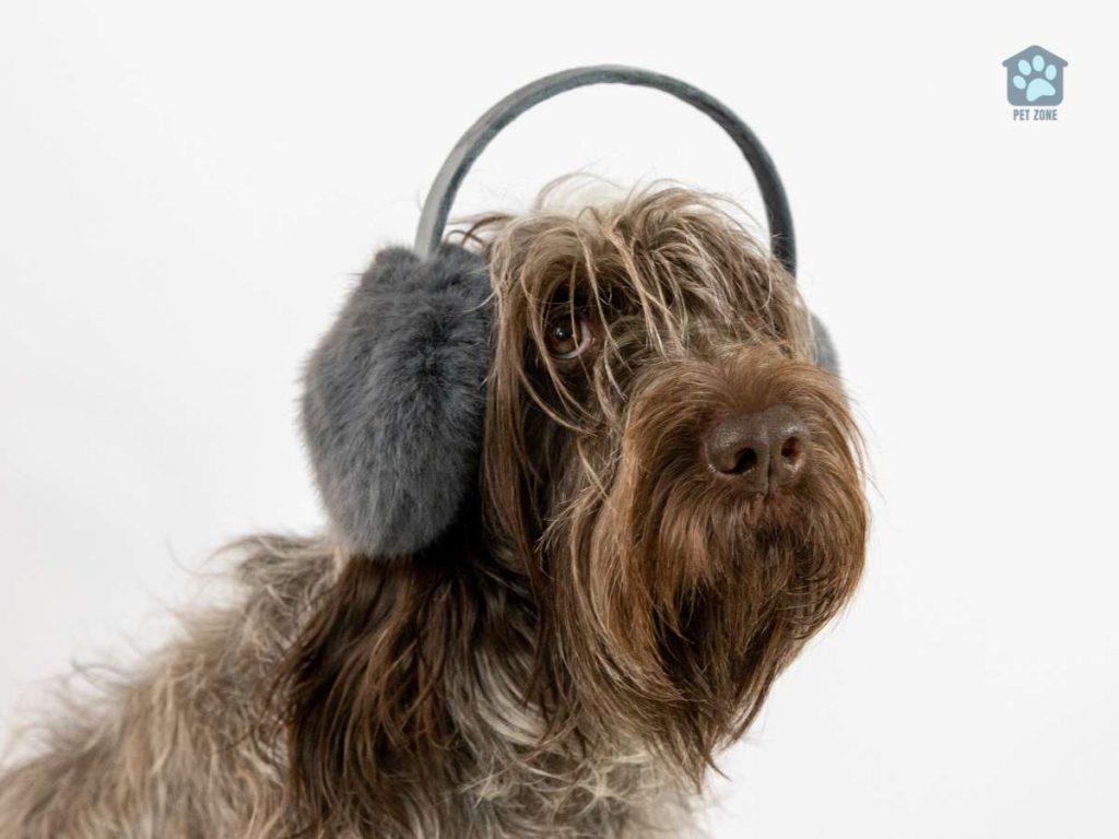 dog with ear muffs