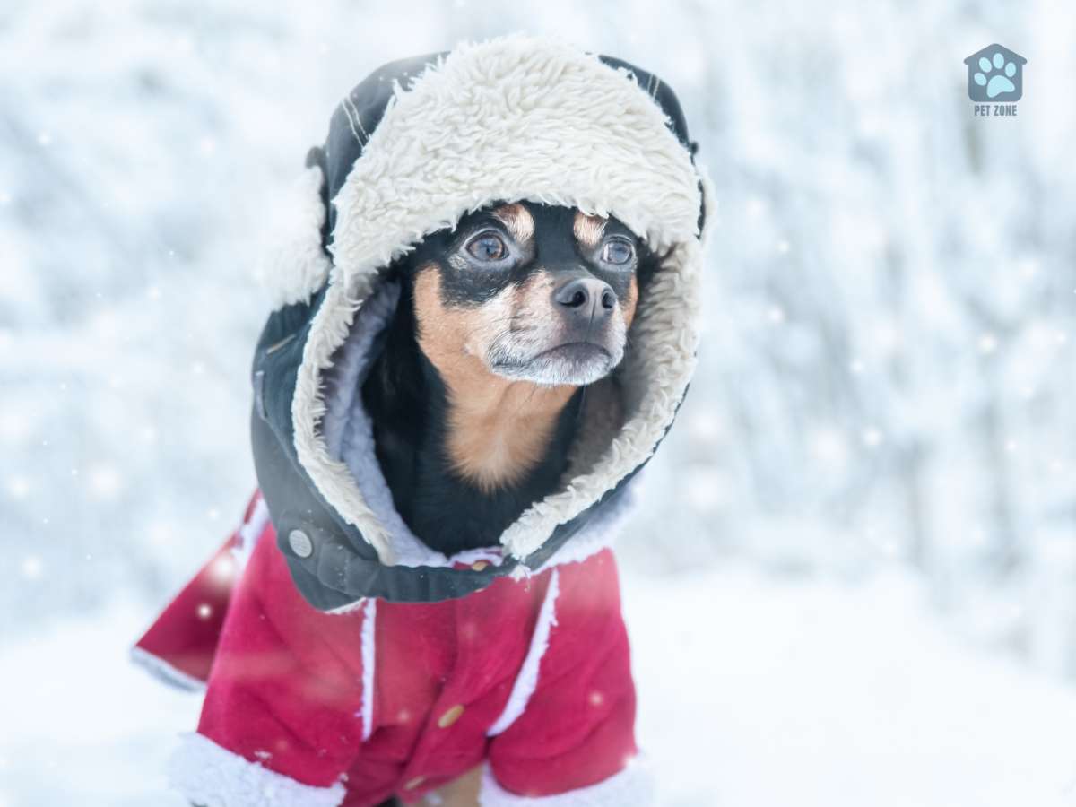 dog with hat and coat in winter