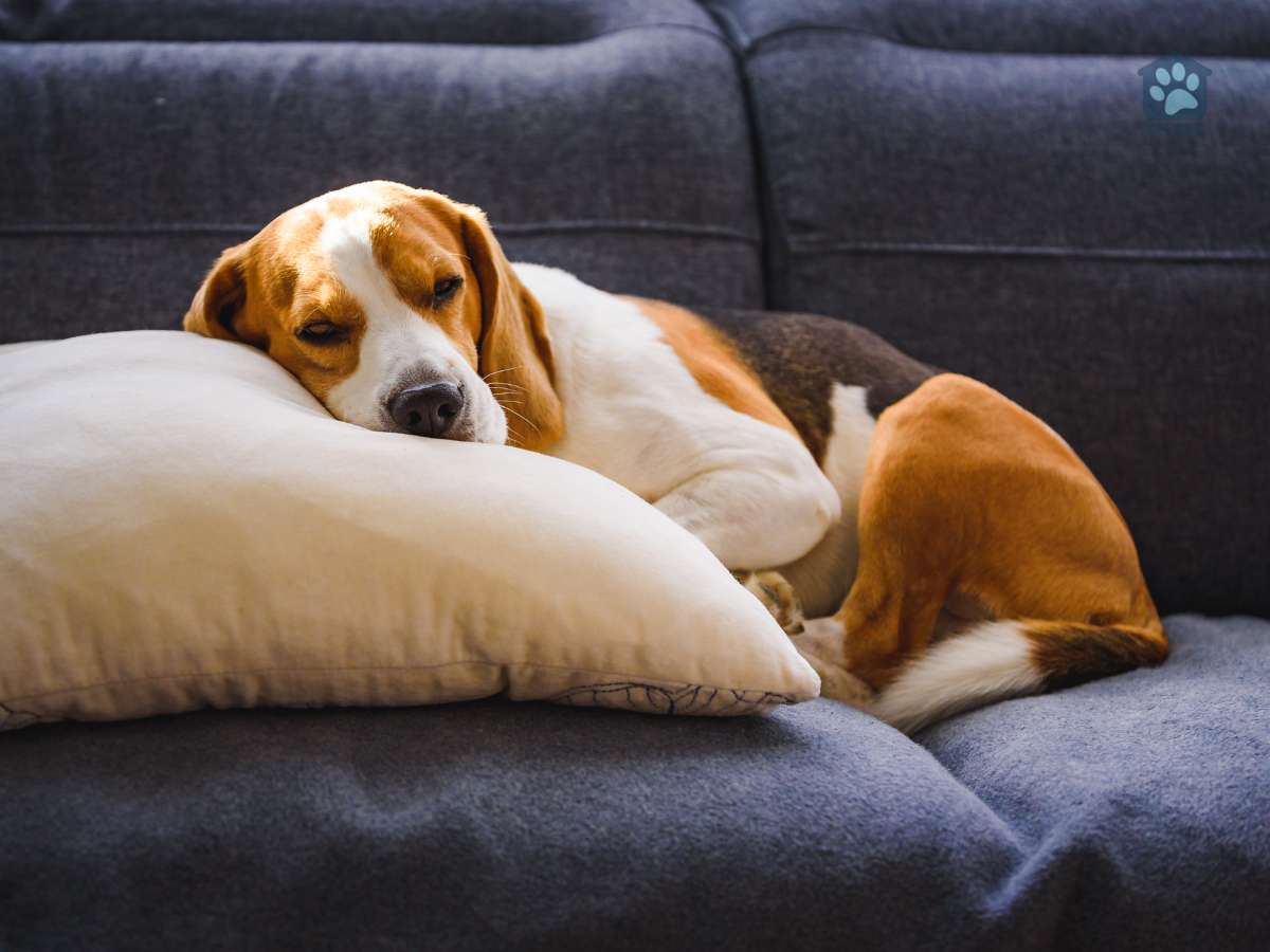 dog with pillow on couch