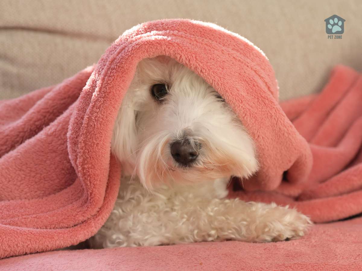 dog wrapped in pink blanket