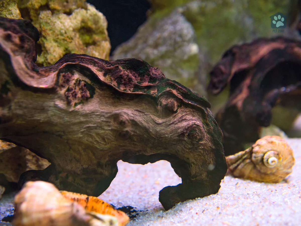 driftwood shells and sand in aquarium