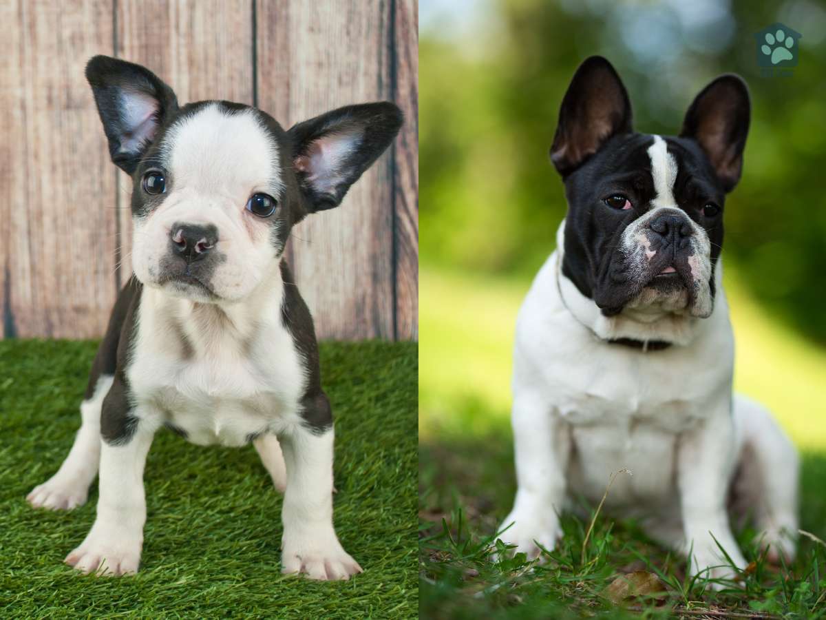 frenchton and frenchie pups