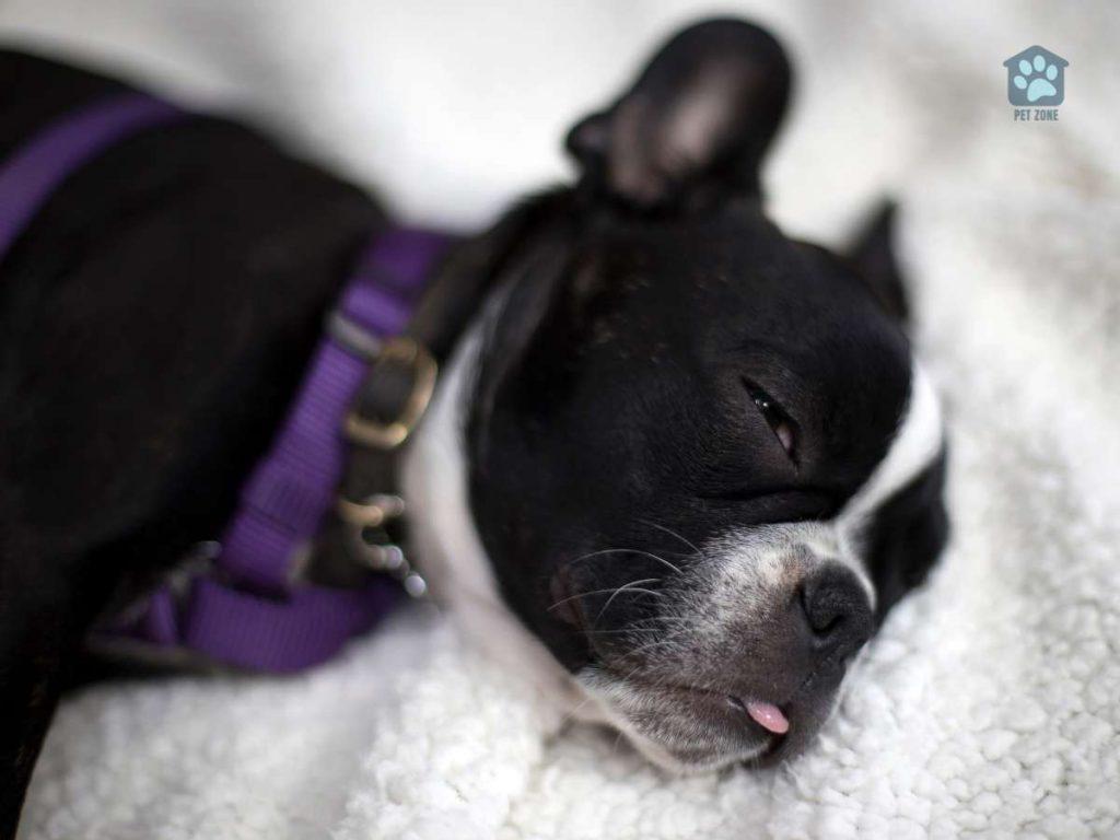 frenchton puppy napping
