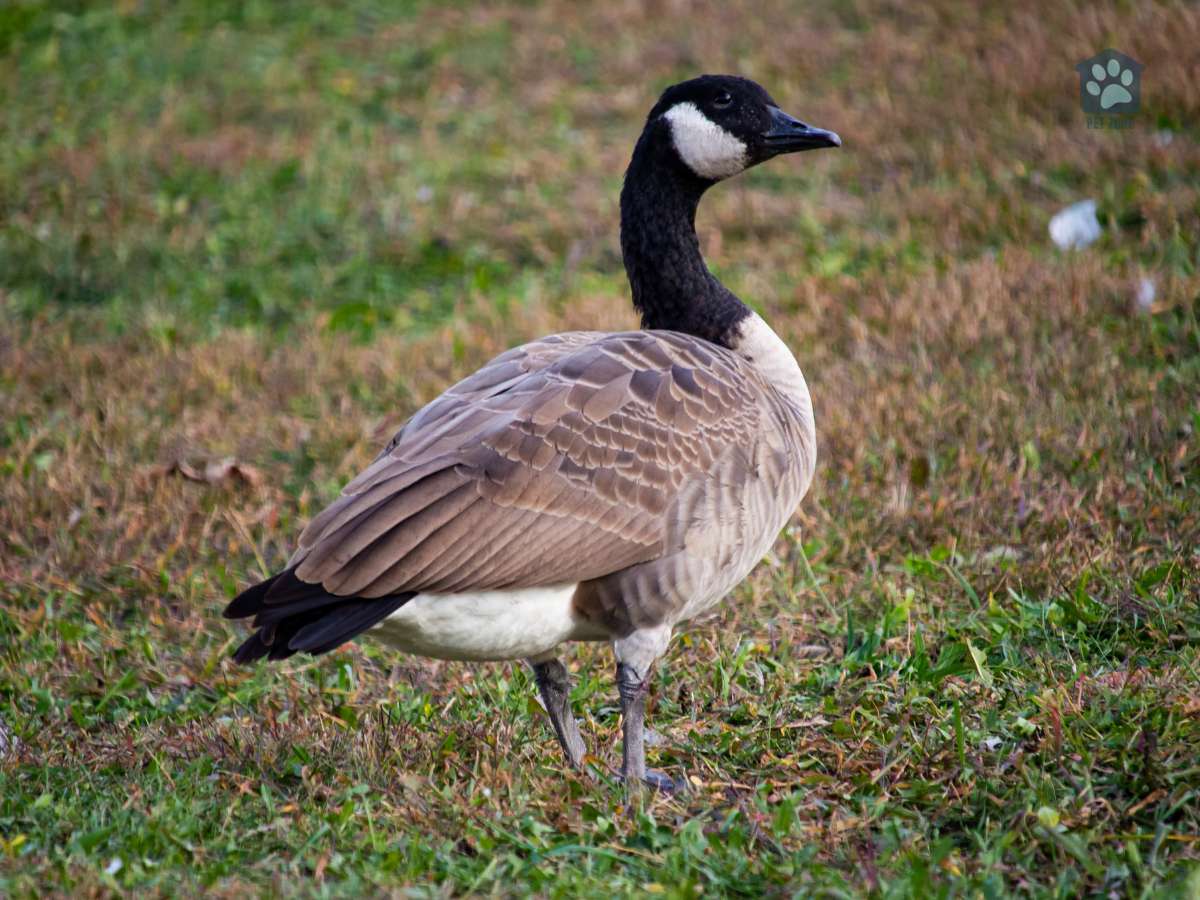 goose standing