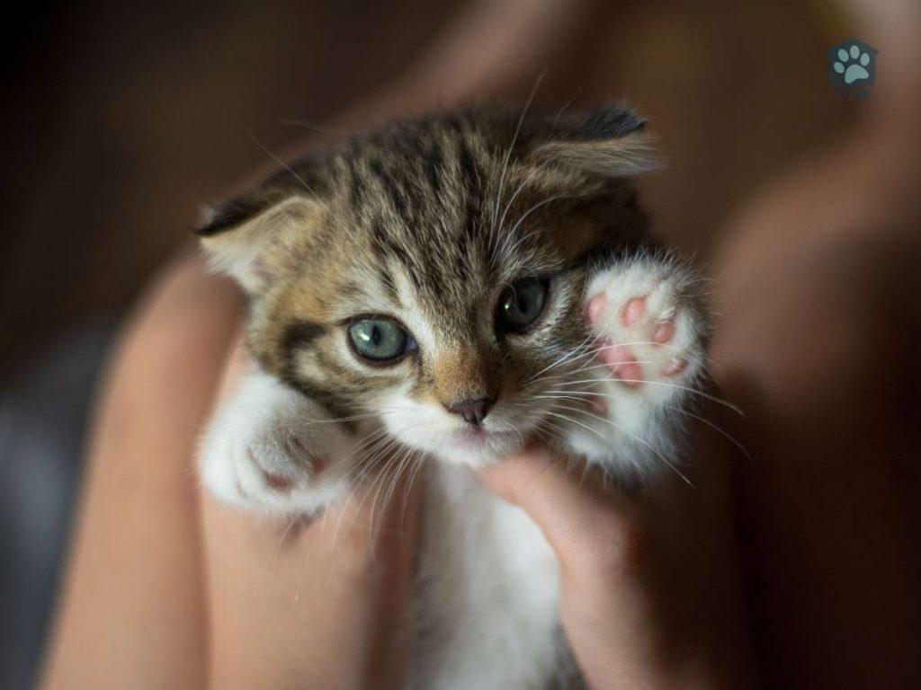 holding small kitten