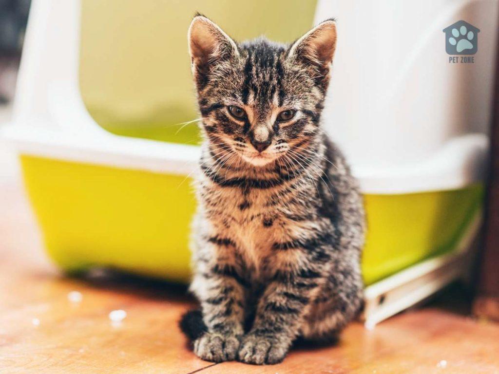 kitten in front of covered litter box