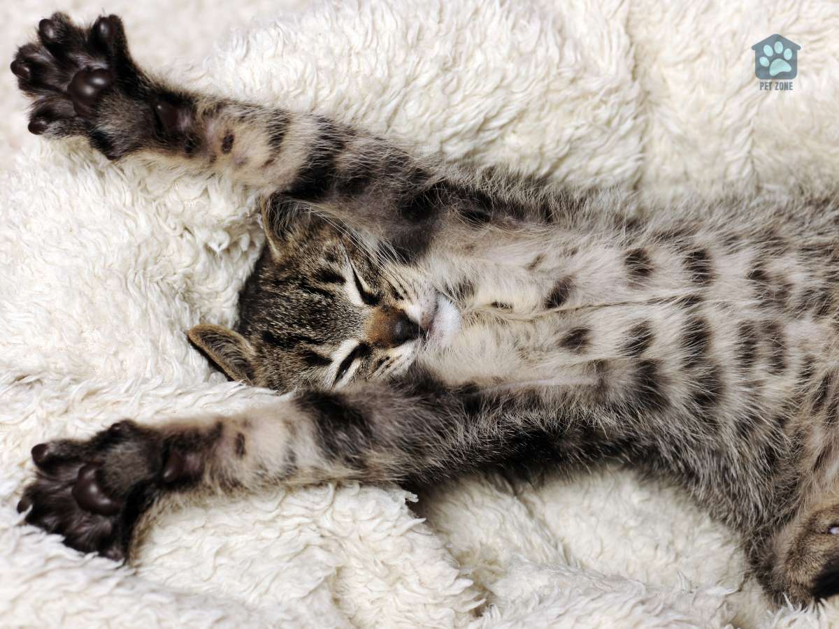 kitten stretching