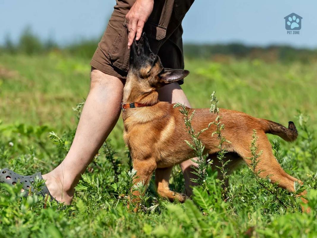man walking with german shepherd puppy