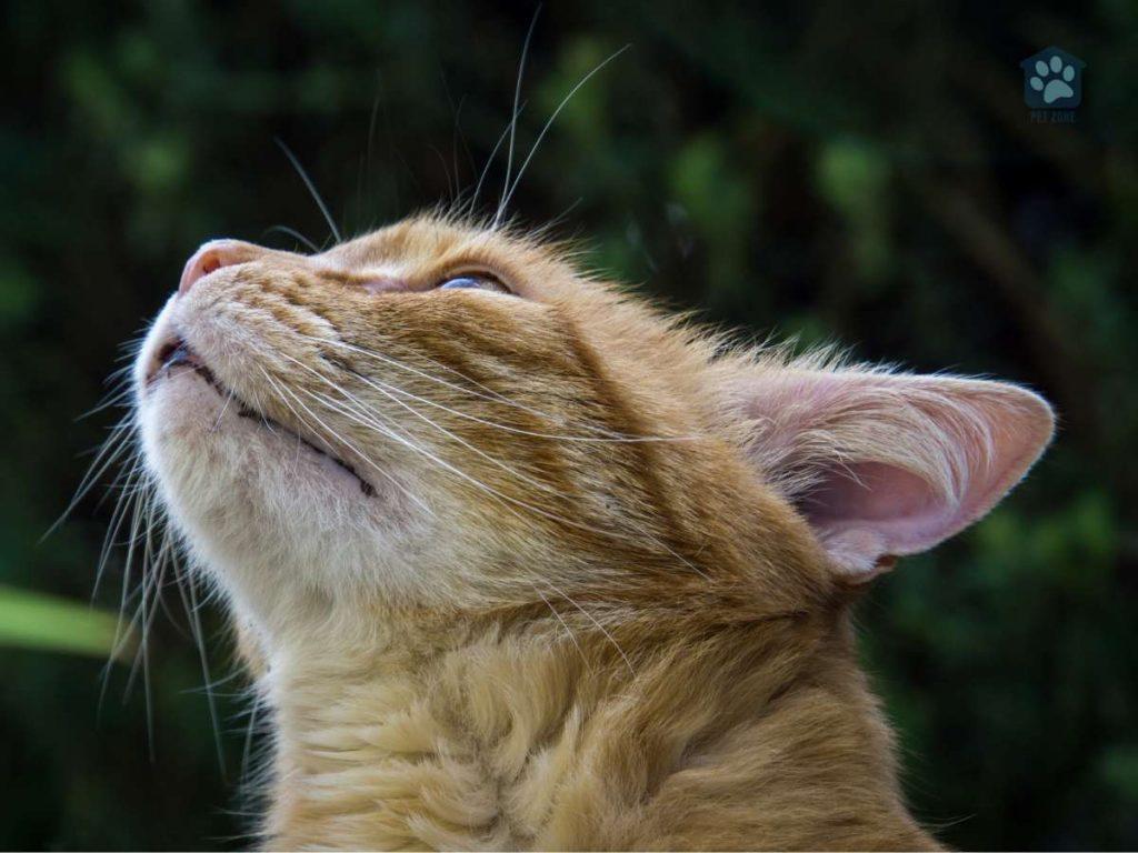 orange cat with lentigo