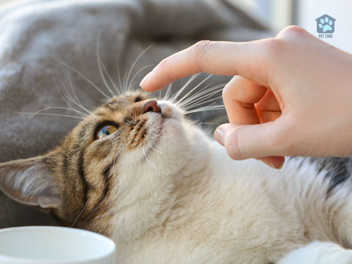 owner touching cats whiskers
