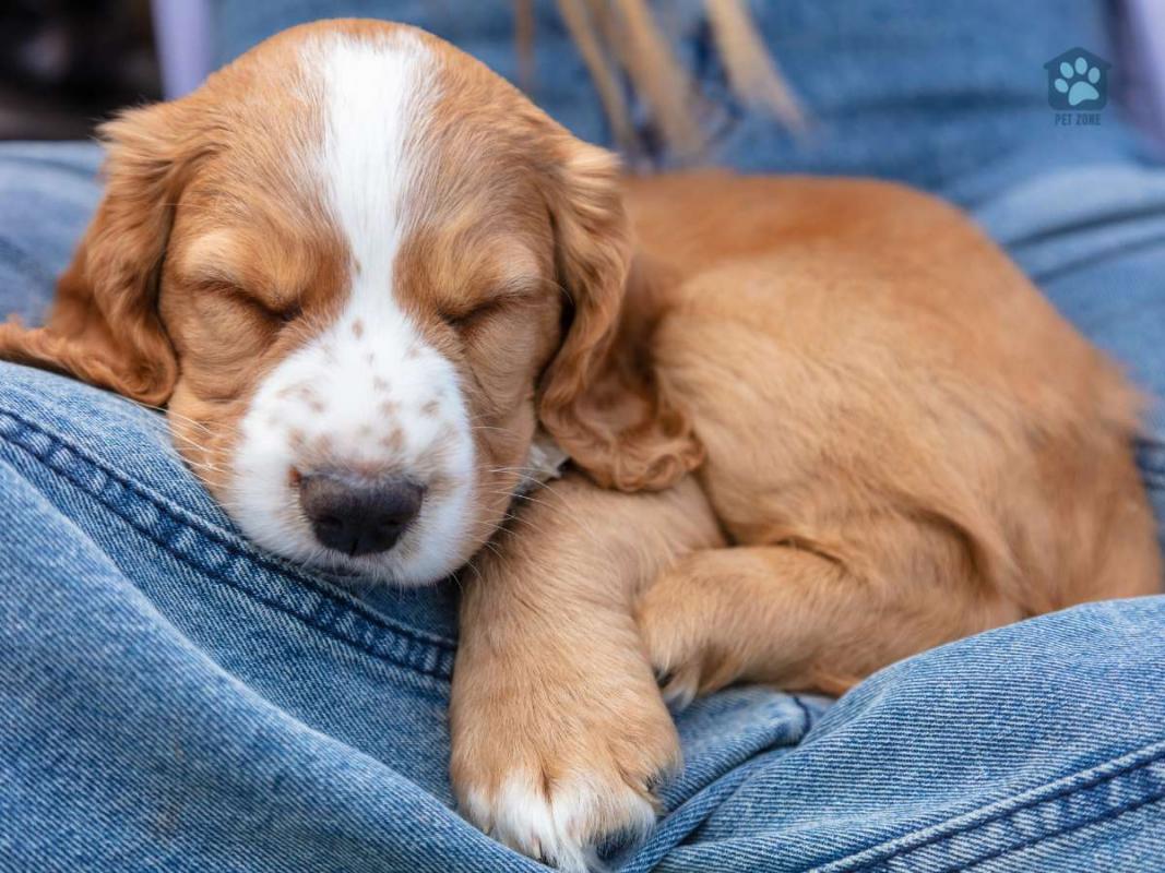 puppy sleeping in lap