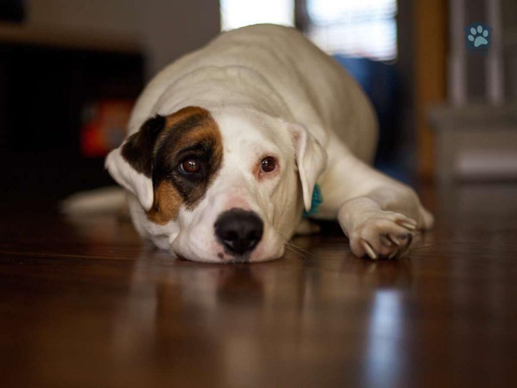 sad dog on floor