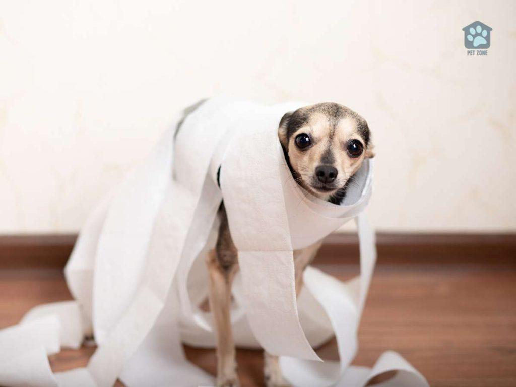 small dog covered in toilet paper