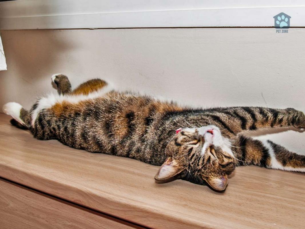 How to Safely Stretch Your Cat