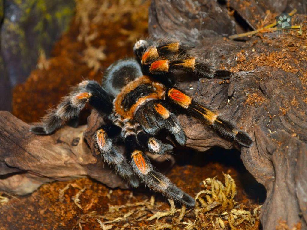 tarantula crawling on piece of wood