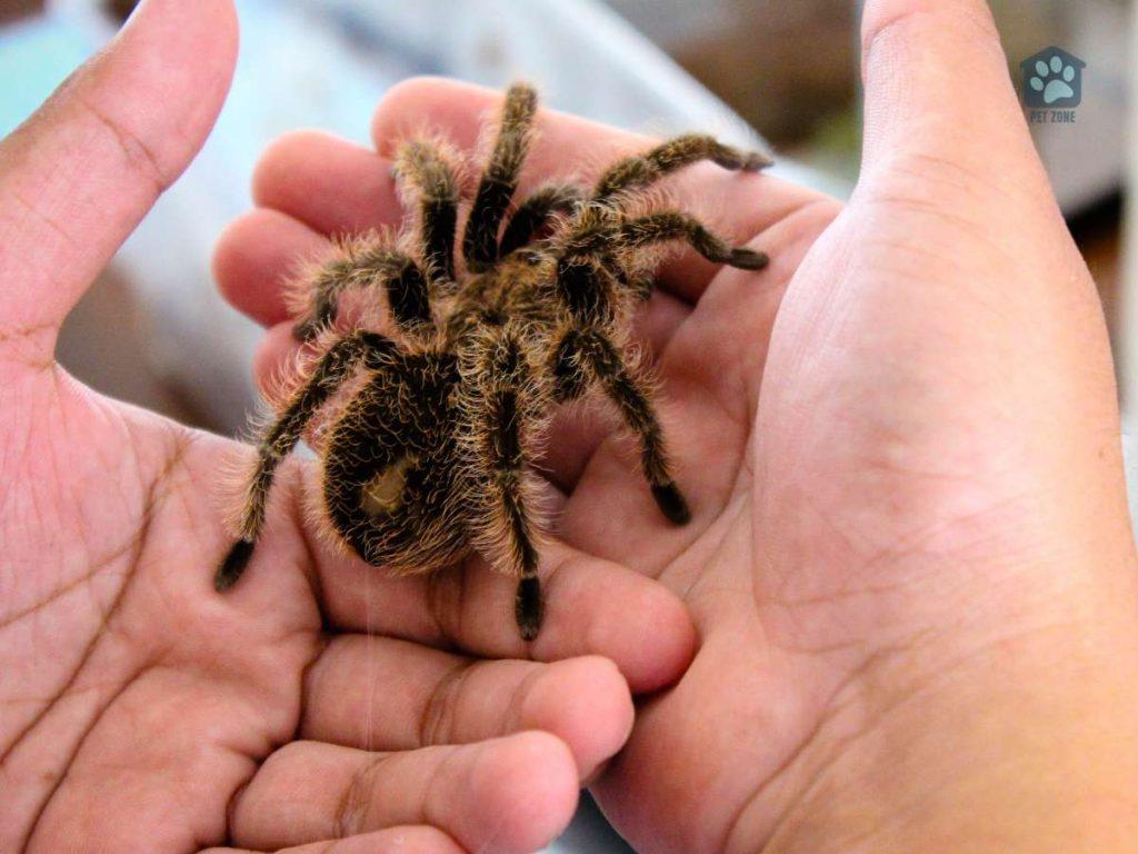 tarantula on owners hands