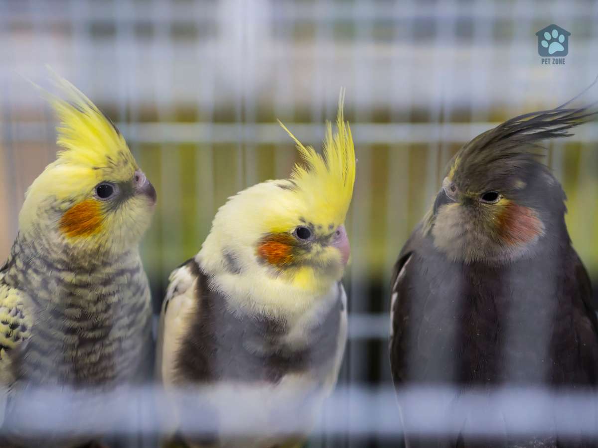 three cockatiels