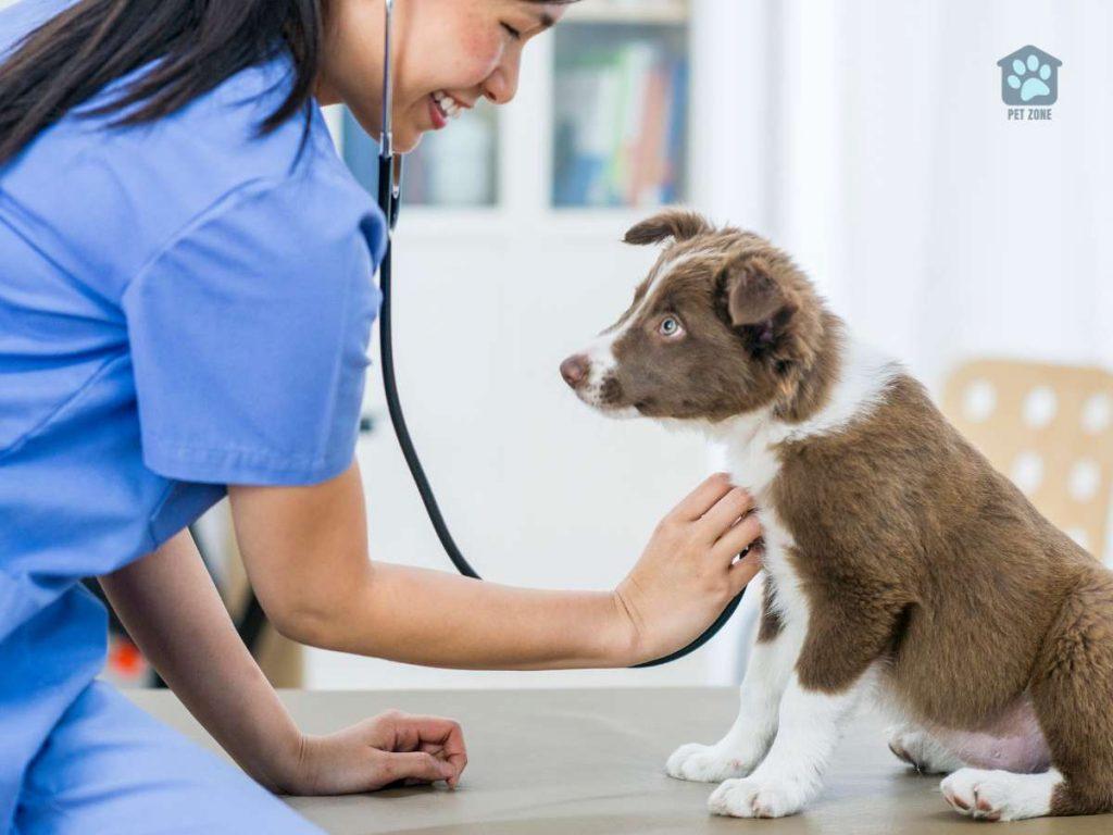 vet checking puppy