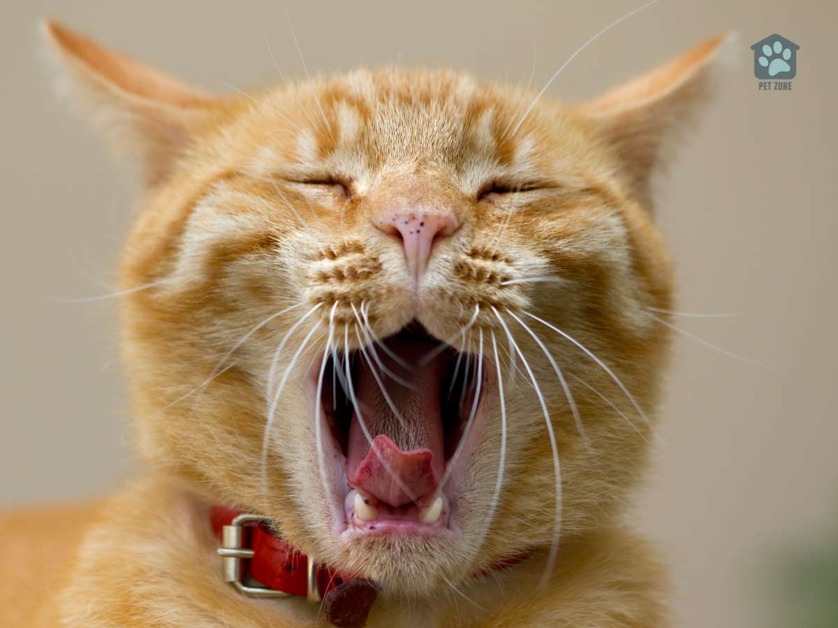 yawning cat with lentigo on gums and nose