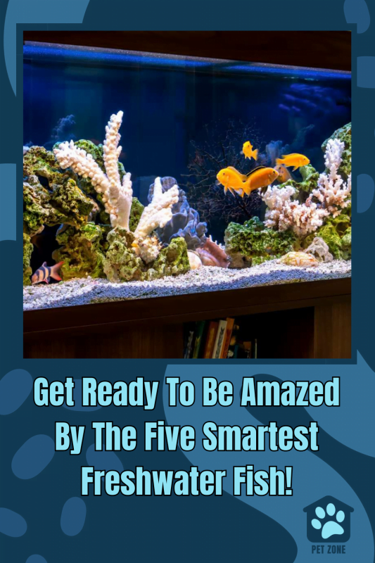 Get Ready To Be Amazed By The Five Smartest Freshwater Fish!