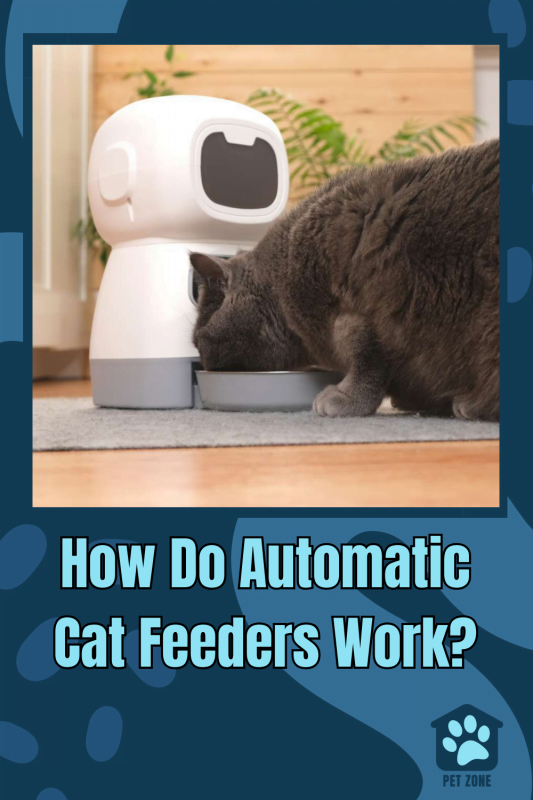 How Do Automatic Cat Feeders Work?