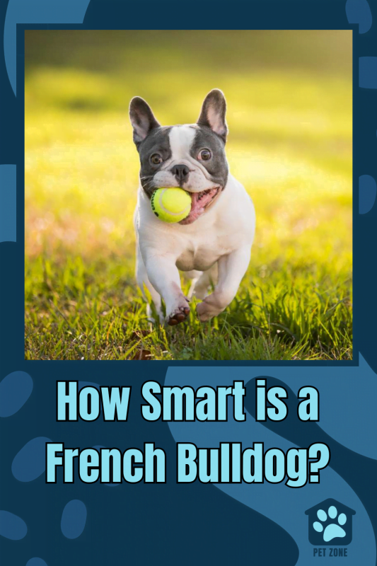 How Smart is a French Bulldog?