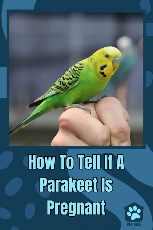 How to Tell if a Parakeet is Pregnant