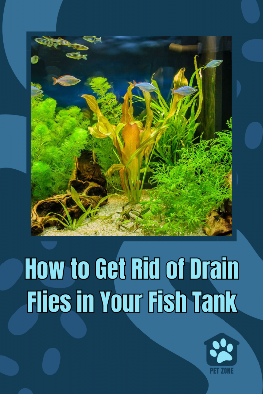 How to Get Rid of Drain Flies in Your Fish Tank