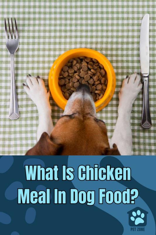 What Is Chicken Meal In Dog Food?