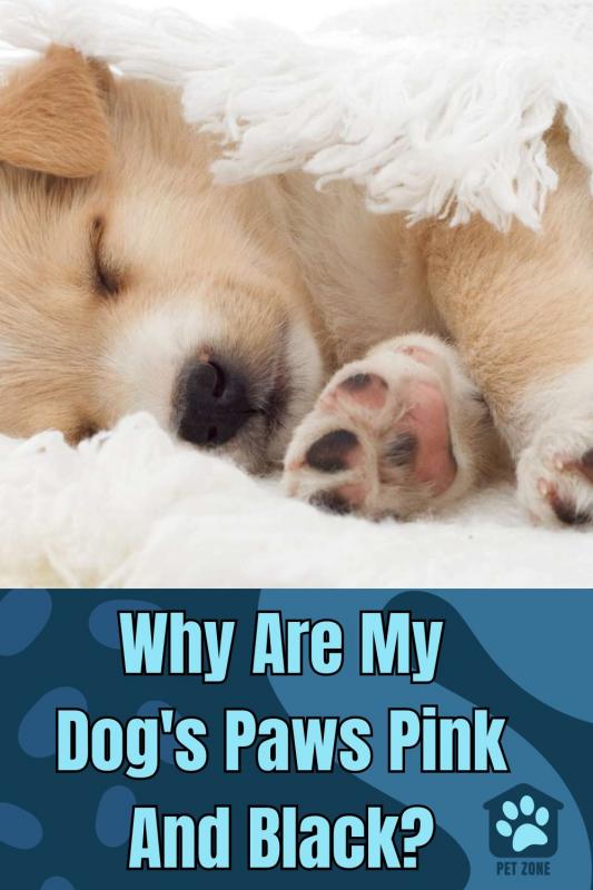 Why Are My Dog\'s Paws Pink And Black?
