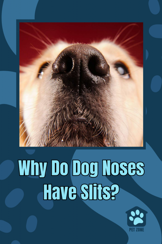 Why Do Dog Noses Have Slits?