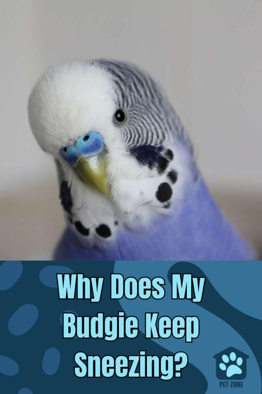 Why Does My Budgie Keep Sneezing?