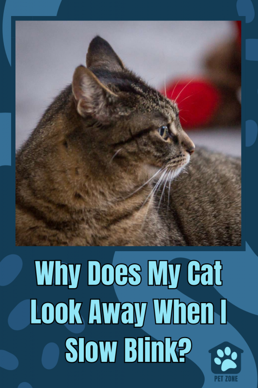 Why Does My Cat Look Away When I Slow Blink?