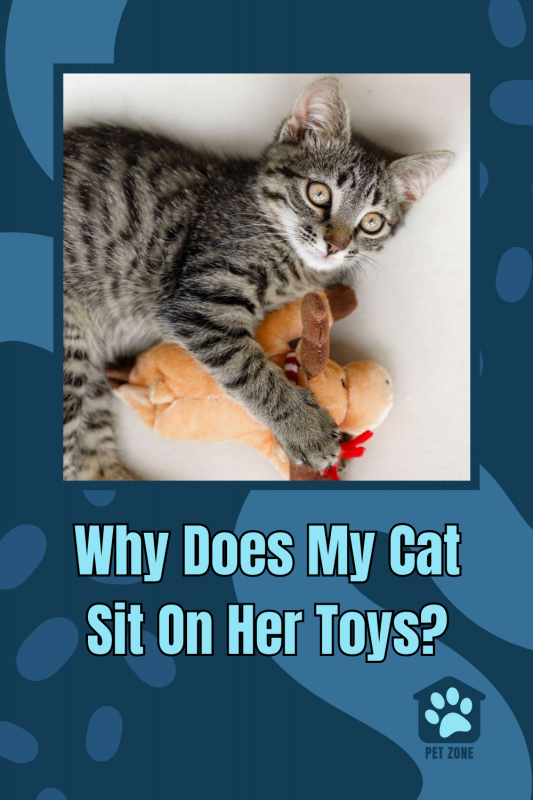 Why Does My Cat Sit On Her Toys?