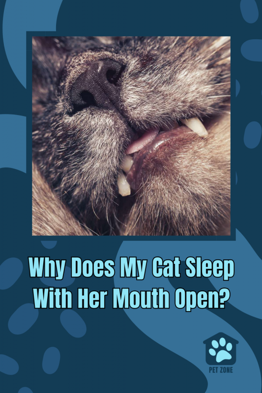 Why Does My Cat Sleep With Her Mouth Open?