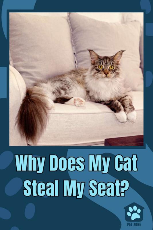 Why Does My Cat Steal My Seat?