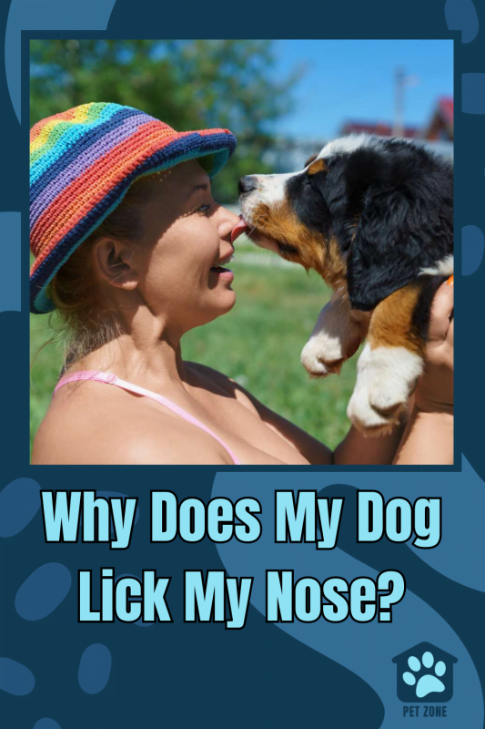 Why Does My Dog Lick My Nose?