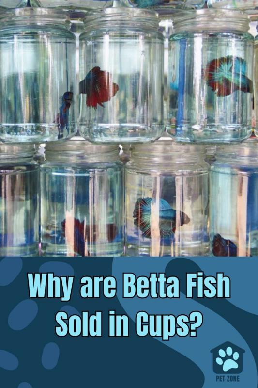 Why are Betta Fish Sold in Cups?