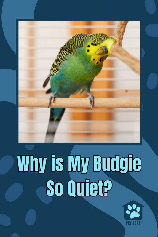 Why is My Budgie So Quiet?
