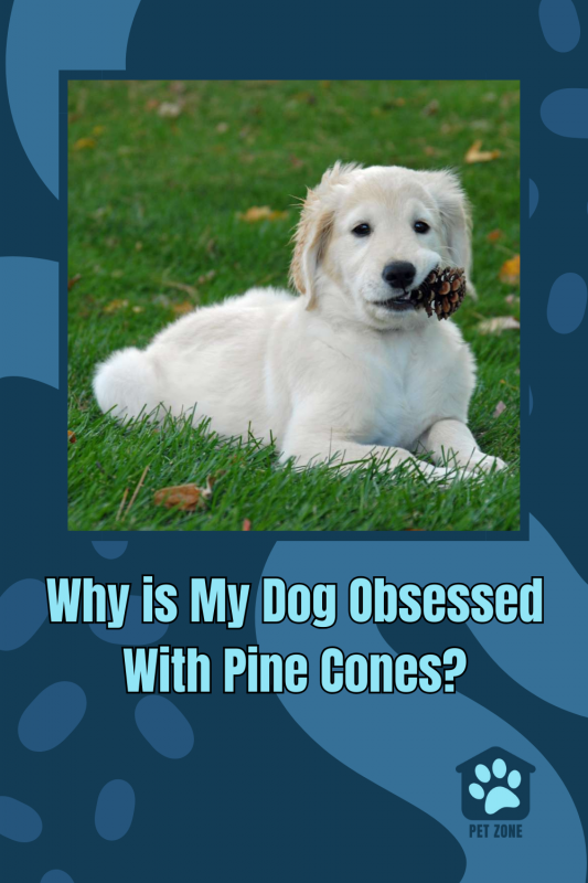 Why is My Dog Obsessed With Pine Cones?