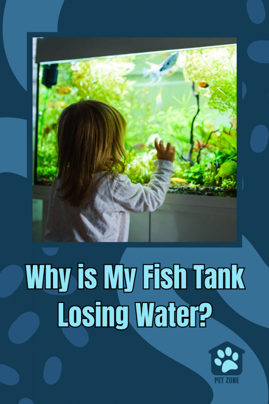Why is My Fish Tank Losing Water?