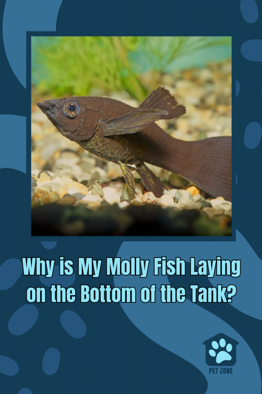 Why is My Molly Fish Laying on the Bottom of the Tank?