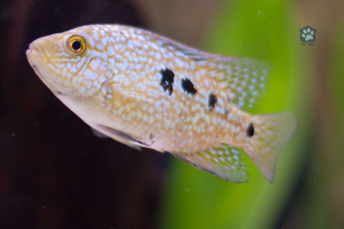 african cichlid fish