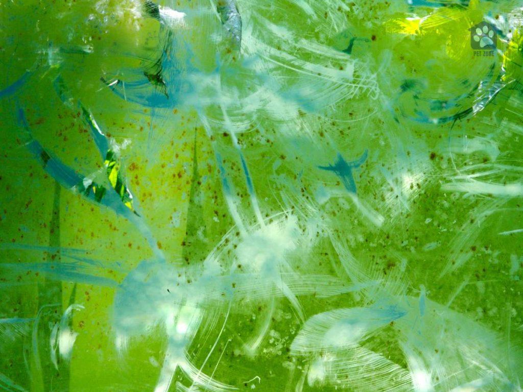 algae on fish tank glass