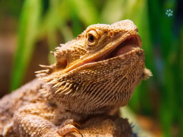 Why Do Bearded Dragons Stick Their Tongue Out?